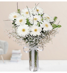 beyaz gerbera